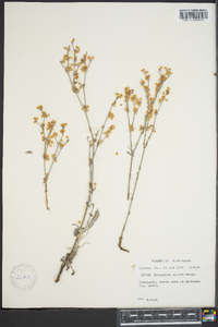 Eriogonum niveum image