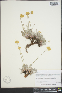 Eriogonum ovalifolium image