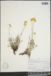 Eriogonum ovalifolium image