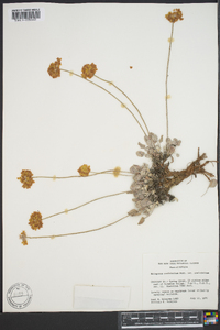 Eriogonum ovalifolium var. ovalifolium image