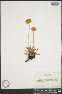 Eriogonum piperi image