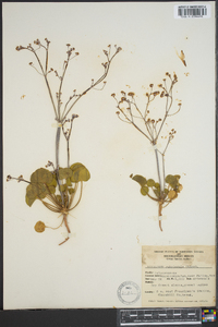 Eriogonum rubricaule image