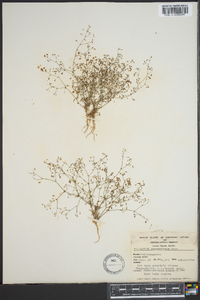 Eriogonum spergulinum image