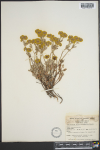 Eriogonum spergulinum image