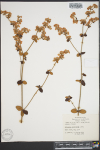 Eriogonum tomentosum image