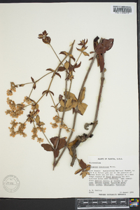 Eriogonum tomentosum image