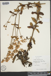 Eriogonum tomentosum image