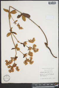 Eriogonum tomentosum image