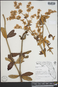 Eriogonum tomentosum image