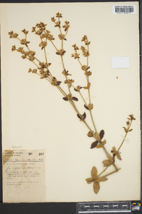 Eriogonum tomentosum image