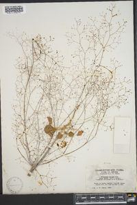 Eriogonum trichopes image