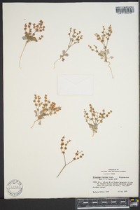 Eriogonum ursinum image