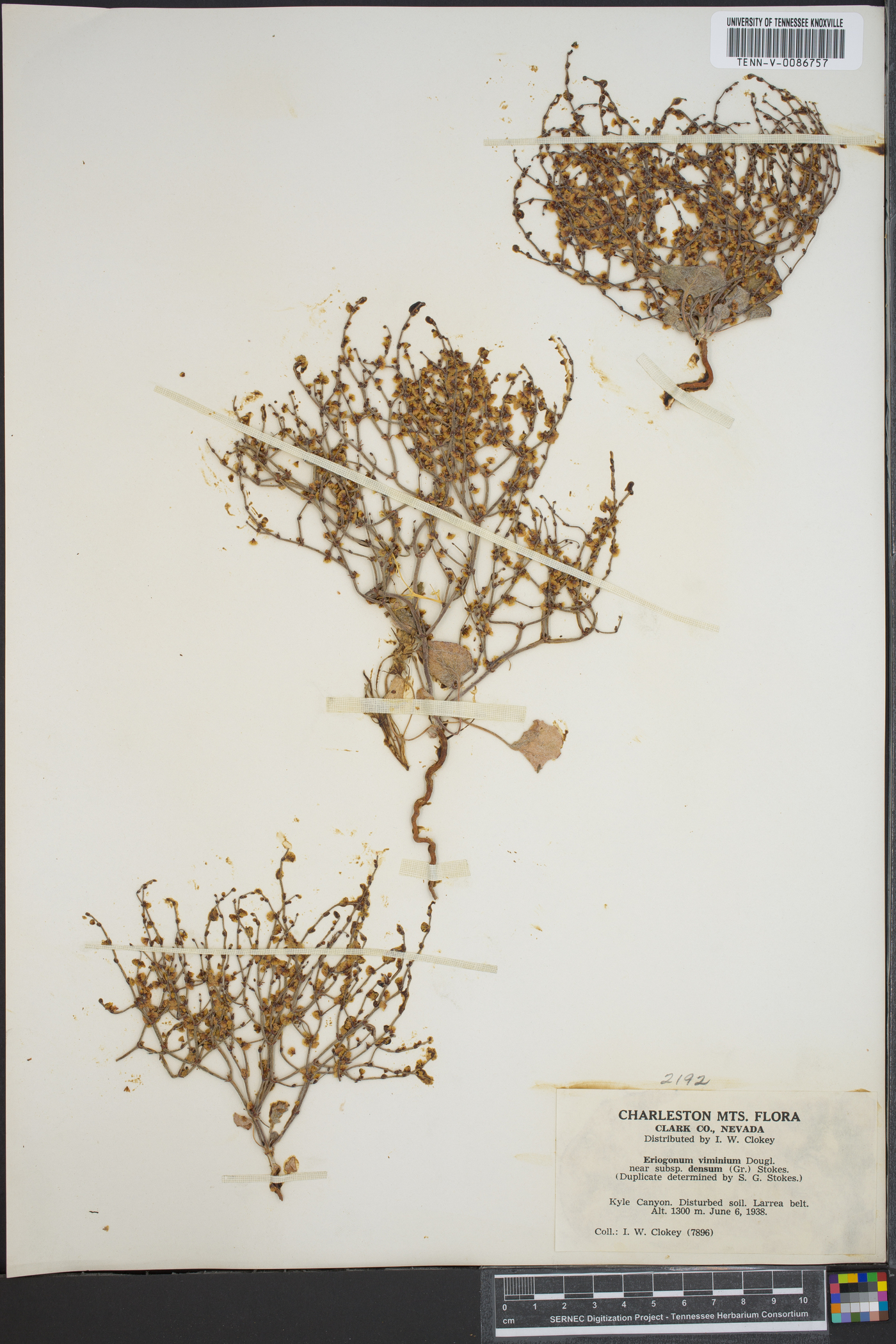 Eriogonum ursinum image