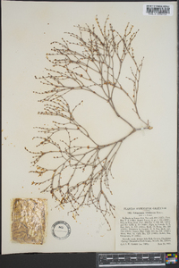 Eriogonum ursinum image