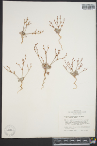 Eriogonum ursinum image