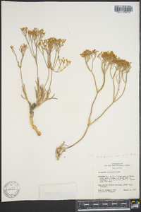 Eriogonum ursinum image