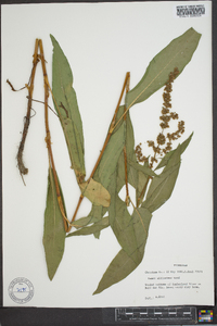 Rumex altissimus image