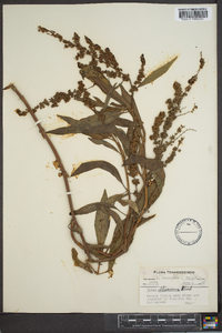 Rumex altissimus image