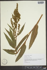 Rumex altissimus image