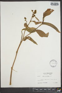 Rumex altissimus image