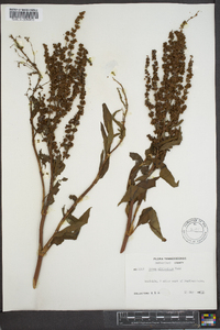 Rumex altissimus image