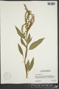 Rumex altissimus image