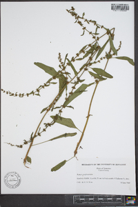 Rumex conglomeratus image