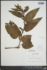 Rumex obtusifolius image