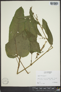 Rumex obtusifolius image