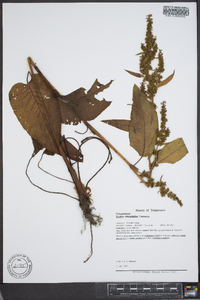 Rumex obtusifolius image