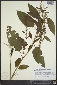 Rumex obtusifolius image