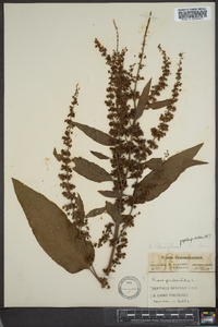 Rumex obtusifolius image