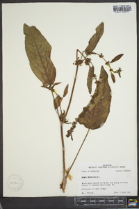 Rumex obtusifolius image