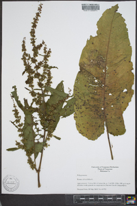 Rumex obtusifolius image