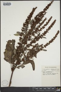 Rumex obtusifolius image