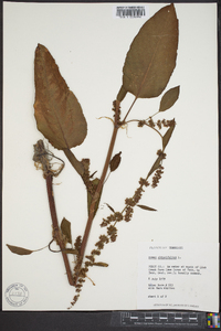 Rumex obtusifolius image