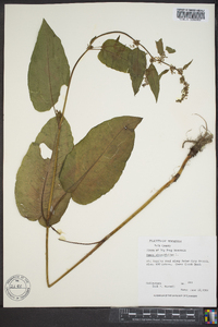 Rumex obtusifolius image