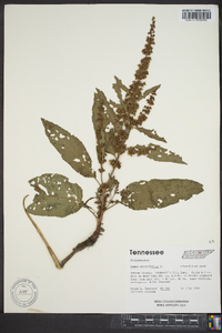 Rumex obtusifolius image