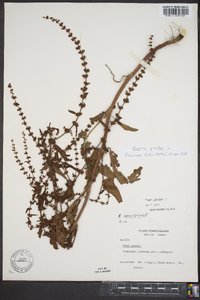 Rumex pulcher image