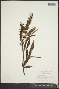 Rumex verticillatus image