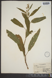 Rumex verticillatus image