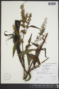 Rumex verticillatus image