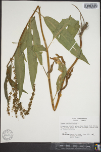 Rumex verticillatus image