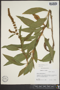 Rumex altissimus image