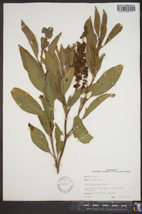 Rumex altissimus image