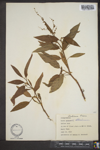 Rumex altissimus image