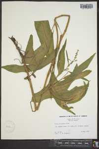 Rumex altissimus image