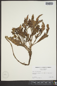 Rumex altissimus image