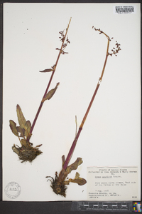 Rumex arcticus image