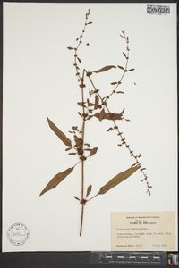 Rumex conglomeratus image